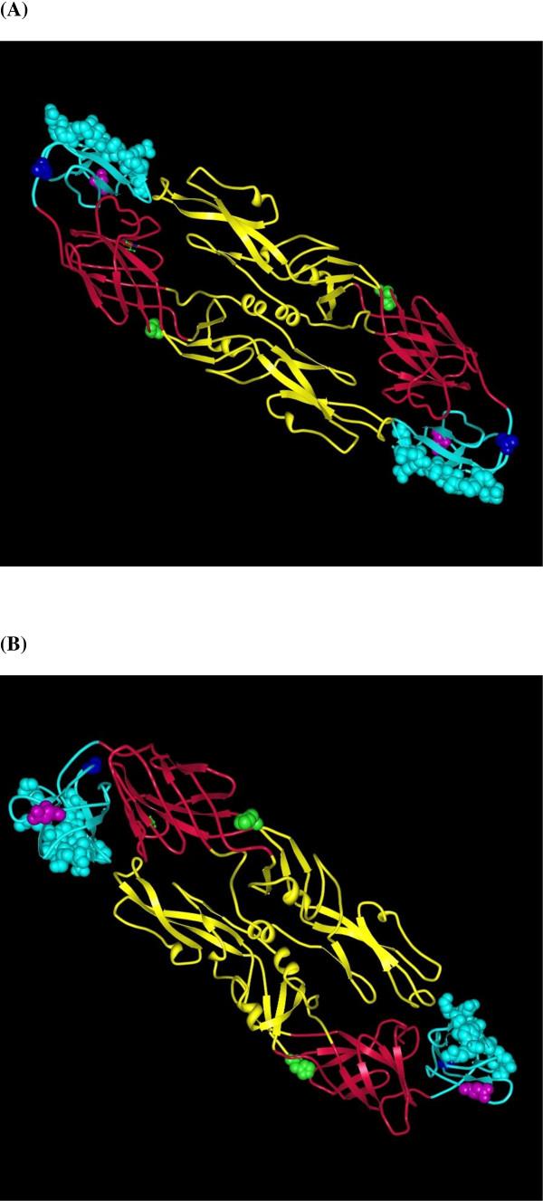 https://cdn.ncbi.nlm.nih.gov/pmc/blobs/996c/2998486/fbb9dcde3f56/1743-422X-7-329-3.jpg