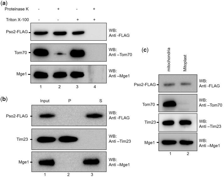 https://cdn.ncbi.nlm.nih.gov/pmc/blobs/9973/9157068/d24476c4caa4/jkac066f7.jpg