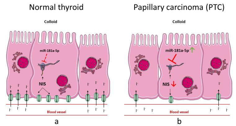 https://cdn.ncbi.nlm.nih.gov/pmc/blobs/997b/8200107/824cc8bca217/ijms-22-06067-g007.jpg