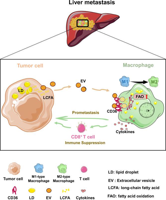 https://cdn.ncbi.nlm.nih.gov/pmc/blobs/997c/9527239/b756ab1834b5/41467_2022_33349_Fig8_HTML.jpg