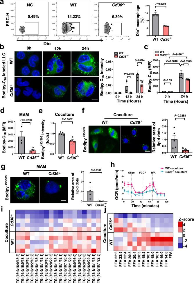 https://cdn.ncbi.nlm.nih.gov/pmc/blobs/997c/9527239/faba269003db/41467_2022_33349_Fig5_HTML.jpg
