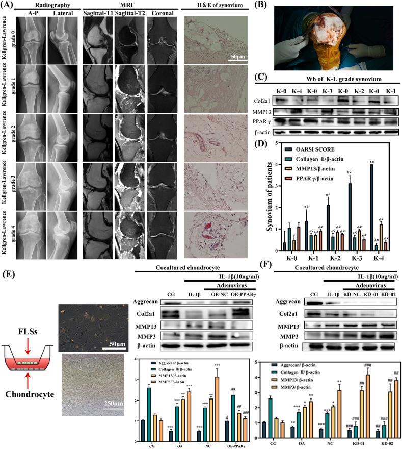 https://cdn.ncbi.nlm.nih.gov/pmc/blobs/997d/12268348/5d5d4fde7d37/gr1.jpg