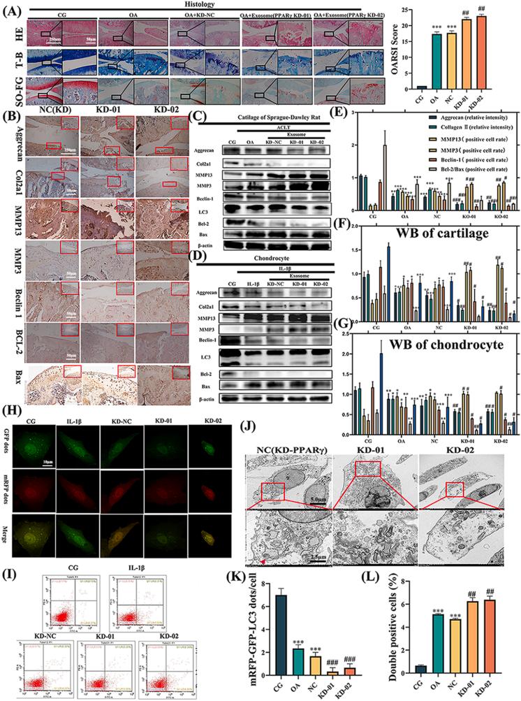 https://cdn.ncbi.nlm.nih.gov/pmc/blobs/997d/12268348/7dfcdebfae6f/gr4.jpg