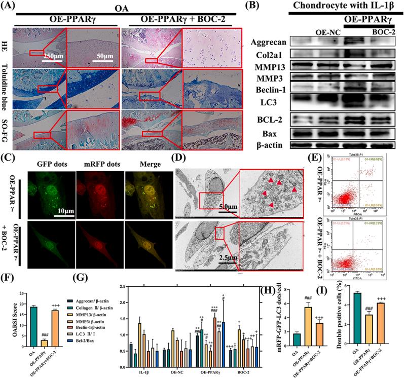 https://cdn.ncbi.nlm.nih.gov/pmc/blobs/997d/12268348/aad94faf308d/gr7.jpg