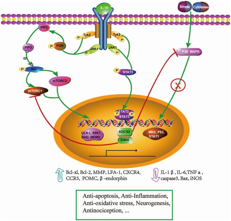 https://cdn.ncbi.nlm.nih.gov/pmc/blobs/9982/10363608/d33aa281425d/fnmol-16-1214294-g001.jpg