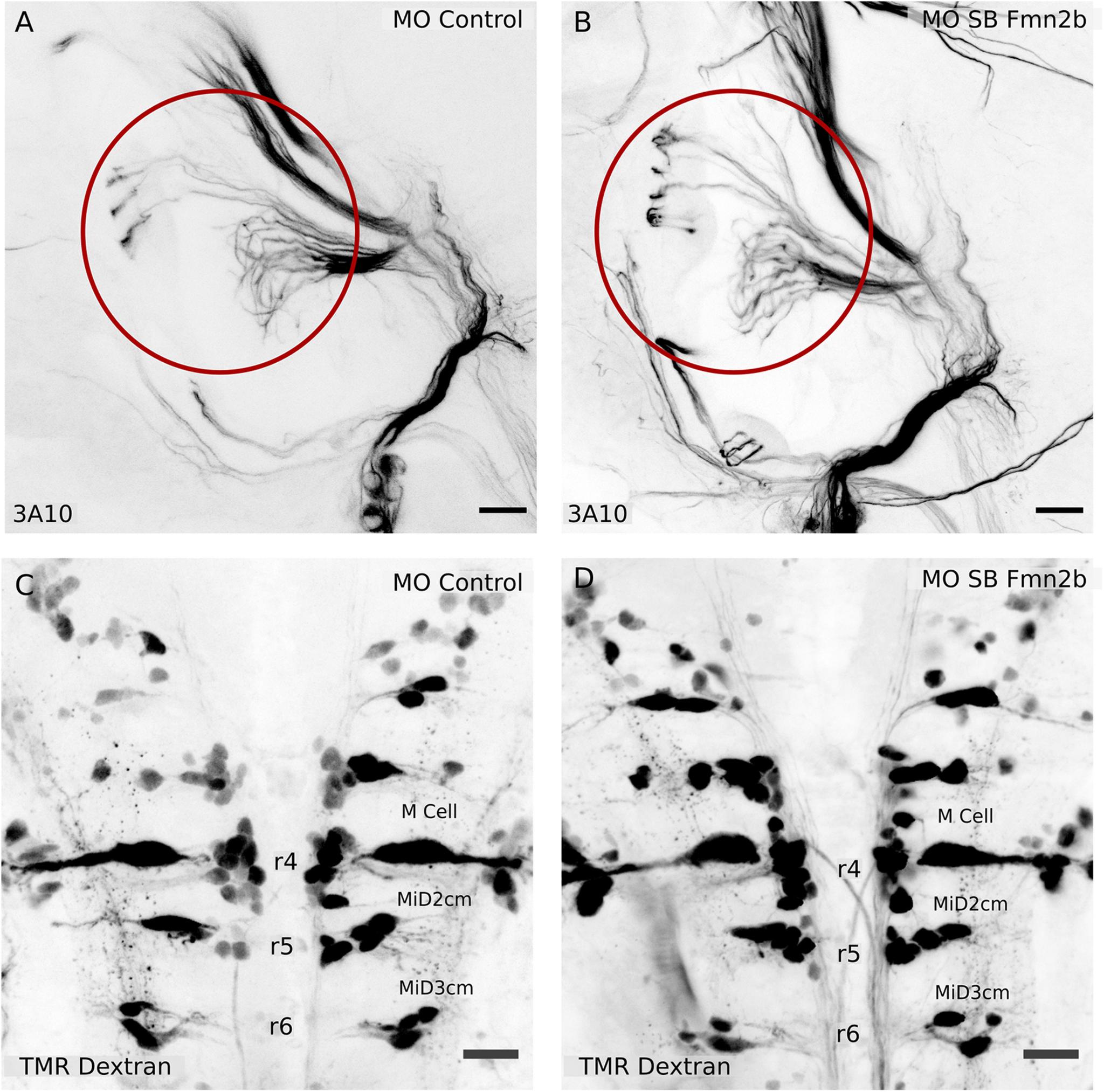 https://cdn.ncbi.nlm.nih.gov/pmc/blobs/9983/8272403/c11bd30239cc/ENEURO.0329-20.2021_f004.jpg