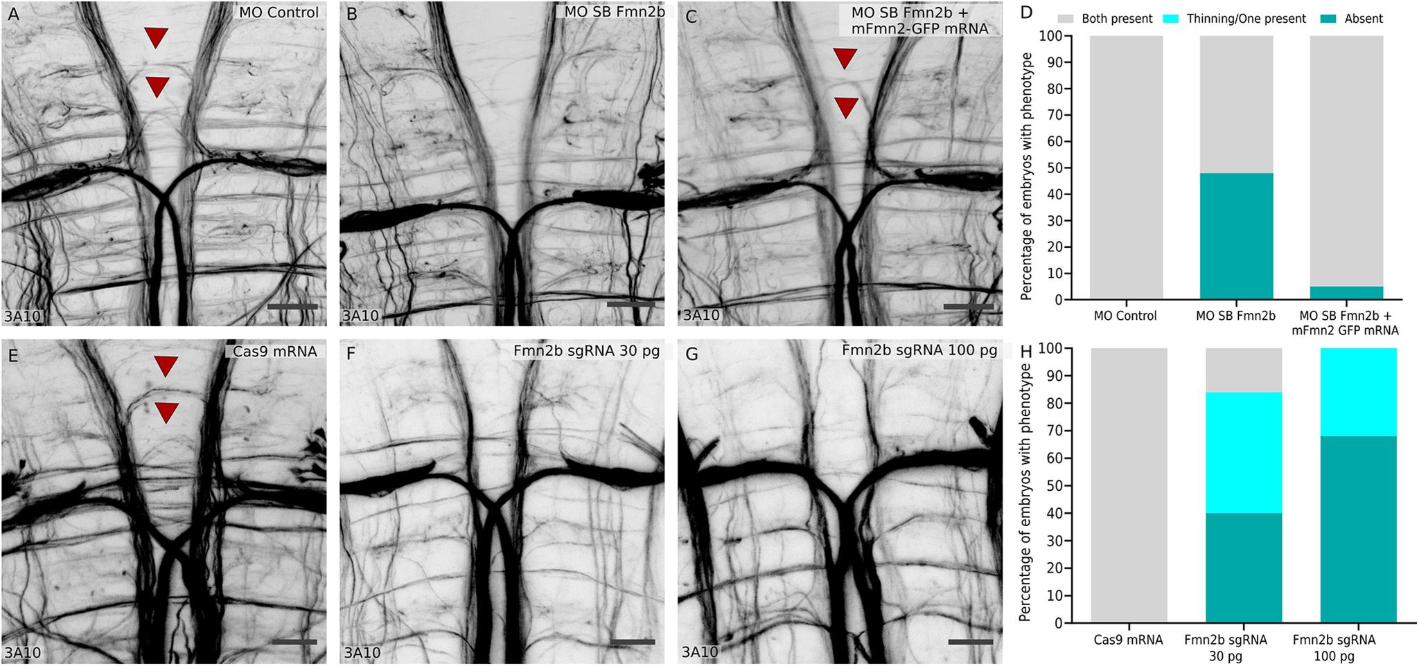 https://cdn.ncbi.nlm.nih.gov/pmc/blobs/9983/8272403/e3be9a84033b/ENEURO.0329-20.2021_f005.jpg