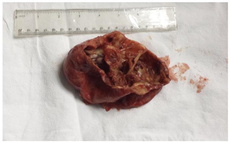 https://cdn.ncbi.nlm.nih.gov/pmc/blobs/9984/11509361/458db48fa29b/life-14-01331-g005.jpg