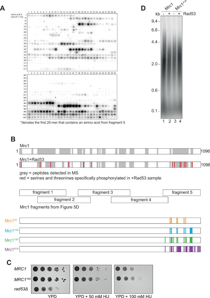 https://cdn.ncbi.nlm.nih.gov/pmc/blobs/9986/8387023/8b09fe8358bc/elife-69726-fig5-figsupp1.jpg