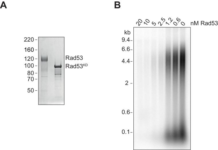 https://cdn.ncbi.nlm.nih.gov/pmc/blobs/9986/8387023/a76f7482bcdb/elife-69726-fig1-figsupp1.jpg