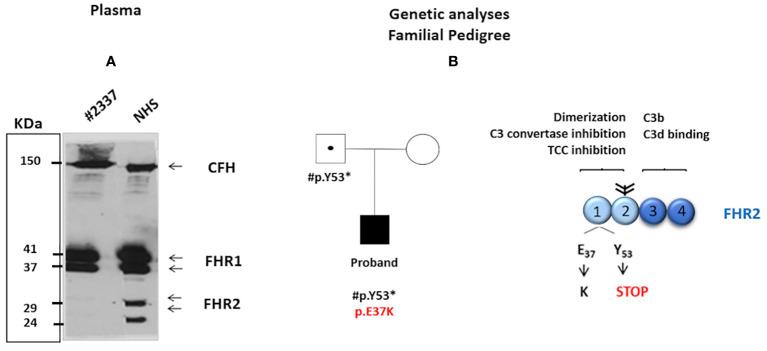 https://cdn.ncbi.nlm.nih.gov/pmc/blobs/9986/9703090/3c50c2e41fb7/fimmu-13-1008294-g001.jpg