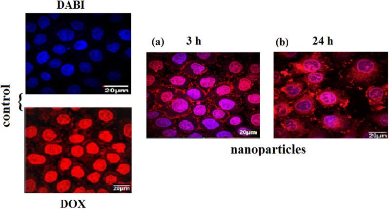 https://cdn.ncbi.nlm.nih.gov/pmc/blobs/998a/9926567/9ca7dffa667b/13065_2023_915_Fig10_HTML.jpg
