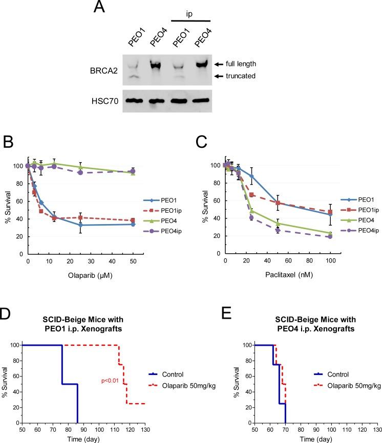 https://cdn.ncbi.nlm.nih.gov/pmc/blobs/9990/6239325/c3cef4640f33/pone.0207399.g003.jpg