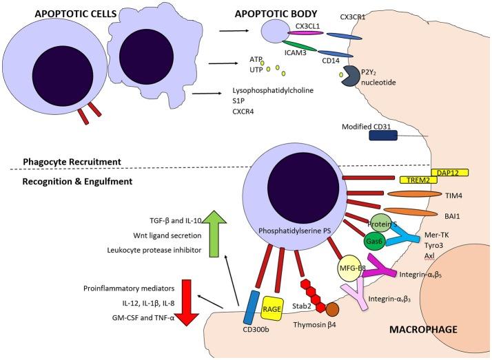 https://cdn.ncbi.nlm.nih.gov/pmc/blobs/999d/6389705/558d47a3ab47/fphar-10-00055-g0002.jpg