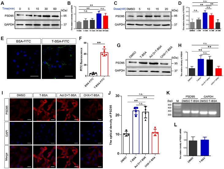 https://cdn.ncbi.nlm.nih.gov/pmc/blobs/999d/6520003/d412862aab3d/aging-11-101913-g001.jpg