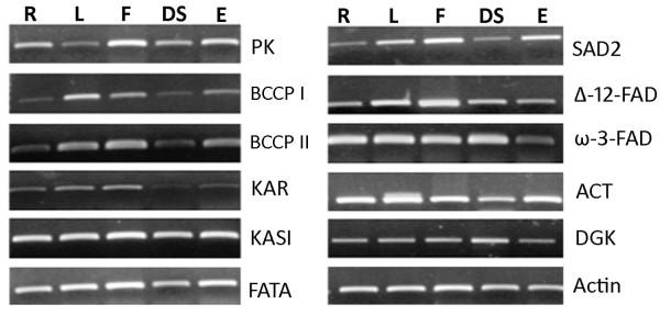 https://cdn.ncbi.nlm.nih.gov/pmc/blobs/99a1/3087711/4e743b87de90/1471-2164-12-191-5.jpg