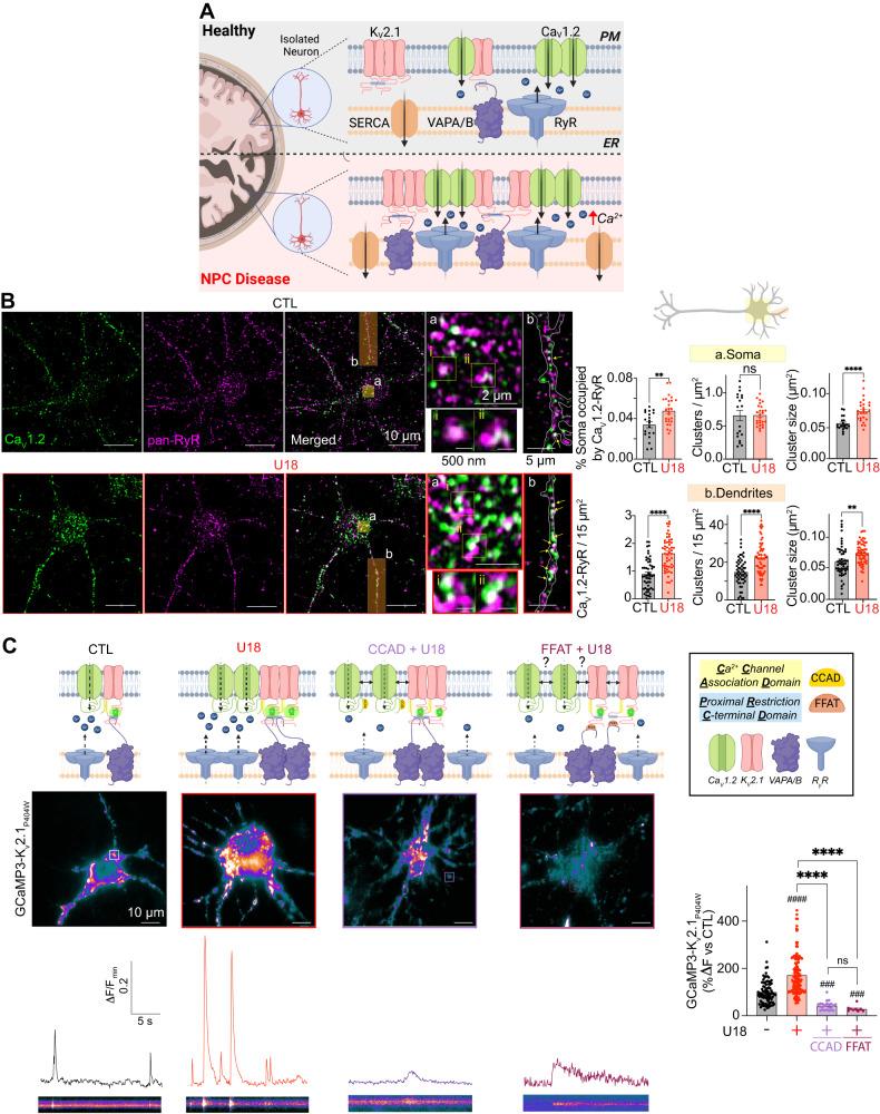 https://cdn.ncbi.nlm.nih.gov/pmc/blobs/99a6/10382591/517425a4d5ba/41467_2023_39937_Fig8_HTML.jpg