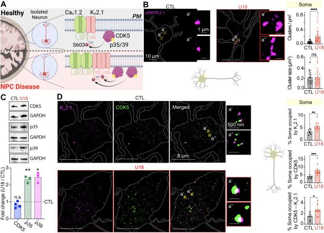 https://cdn.ncbi.nlm.nih.gov/pmc/blobs/99a6/10382591/57b5b056b34e/41467_2023_39937_Fig5_HTML.jpg