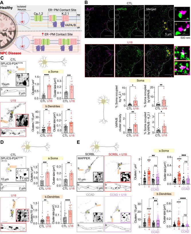 https://cdn.ncbi.nlm.nih.gov/pmc/blobs/99a6/10382591/803daaadcba6/41467_2023_39937_Fig7_HTML.jpg