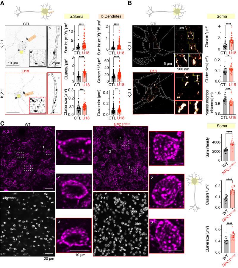 https://cdn.ncbi.nlm.nih.gov/pmc/blobs/99a6/10382591/a10274421f4c/41467_2023_39937_Fig3_HTML.jpg