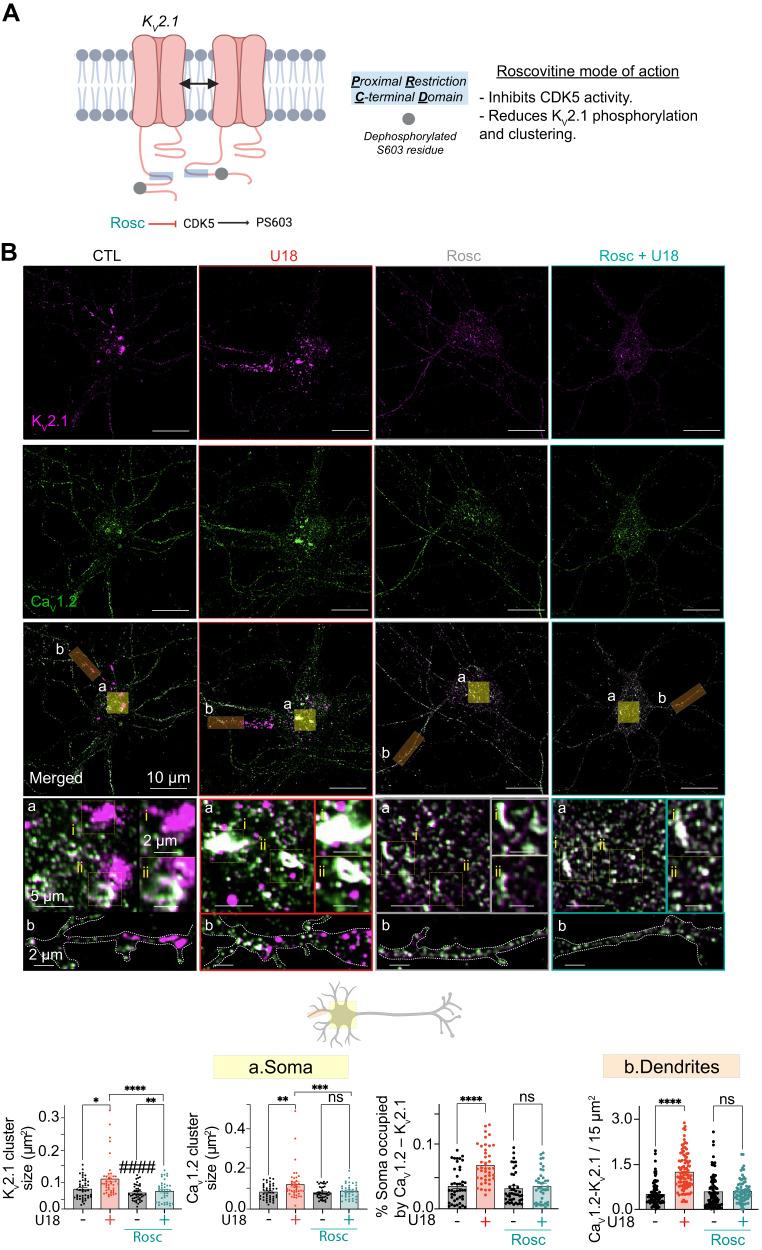 https://cdn.ncbi.nlm.nih.gov/pmc/blobs/99a6/10382591/f9da8aa56076/41467_2023_39937_Fig6_HTML.jpg