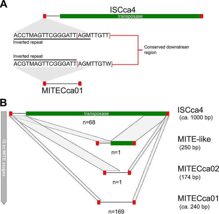 https://cdn.ncbi.nlm.nih.gov/pmc/blobs/99a8/9769881/6ea105eef6a4/spectrum.02627-22-f001.jpg
