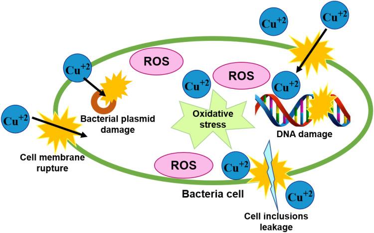 https://cdn.ncbi.nlm.nih.gov/pmc/blobs/99ab/11096669/a5026bd5a455/IJN-19-4137-g0021.jpg