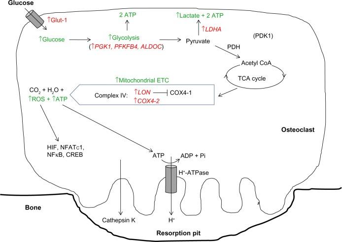 https://cdn.ncbi.nlm.nih.gov/pmc/blobs/99ac/5045091/ed01e06dbe15/hp-3-073Fig2.jpg