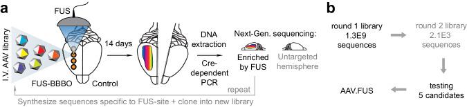 https://cdn.ncbi.nlm.nih.gov/pmc/blobs/99ae/11164914/87f0d5020539/41467_2024_48974_Fig1_HTML.jpg
