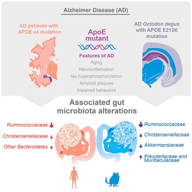 https://cdn.ncbi.nlm.nih.gov/pmc/blobs/99b2/11324989/d30ba66ccb22/fx1.jpg
