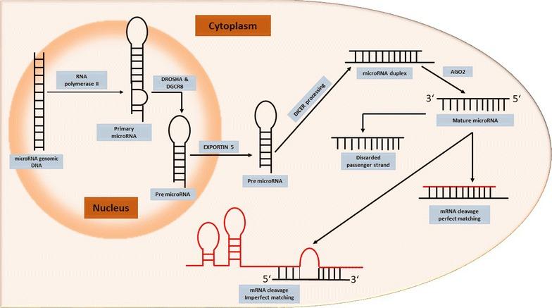 https://cdn.ncbi.nlm.nih.gov/pmc/blobs/99b4/5863891/312d31162f10/12933_2018_684_Fig2_HTML.jpg