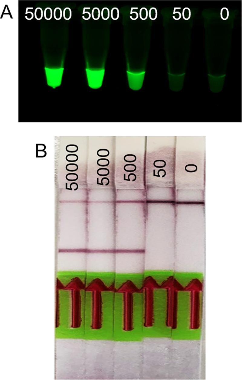 https://cdn.ncbi.nlm.nih.gov/pmc/blobs/99b5/8168896/b31f413451d4/pone.0252507.g006.jpg