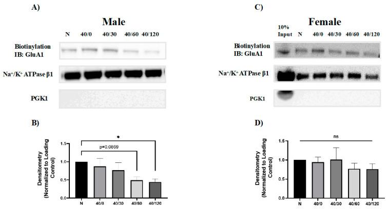 https://cdn.ncbi.nlm.nih.gov/pmc/blobs/99b6/10889403/afdcb3751152/ijms-25-02231-g003.jpg