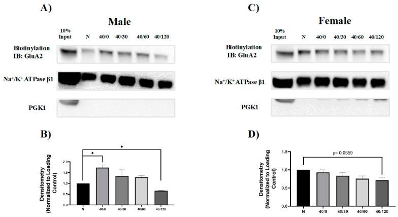 https://cdn.ncbi.nlm.nih.gov/pmc/blobs/99b6/10889403/f2edbfc4225f/ijms-25-02231-g004.jpg
