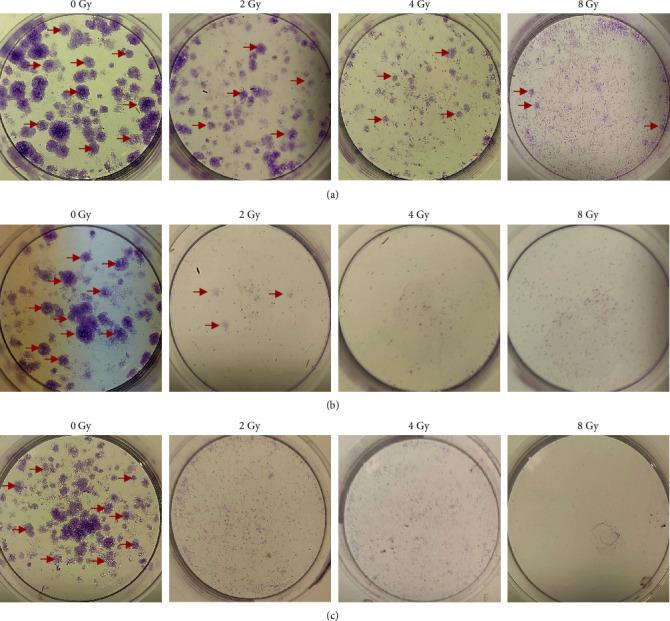https://cdn.ncbi.nlm.nih.gov/pmc/blobs/99b7/11324360/7f95ab2f84e9/IETNBT2024-3786627.006.jpg