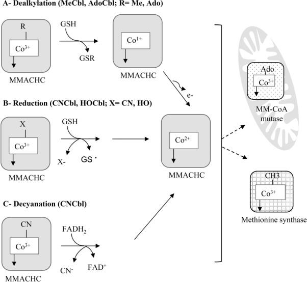 https://cdn.ncbi.nlm.nih.gov/pmc/blobs/99b8/4692085/0ab898f4ea54/mnfr0059-1364-f3.jpg