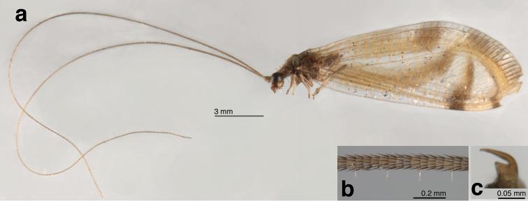 https://cdn.ncbi.nlm.nih.gov/pmc/blobs/99ba/4591607/11aa47d08e2a/zookeys-519-141-g001.jpg