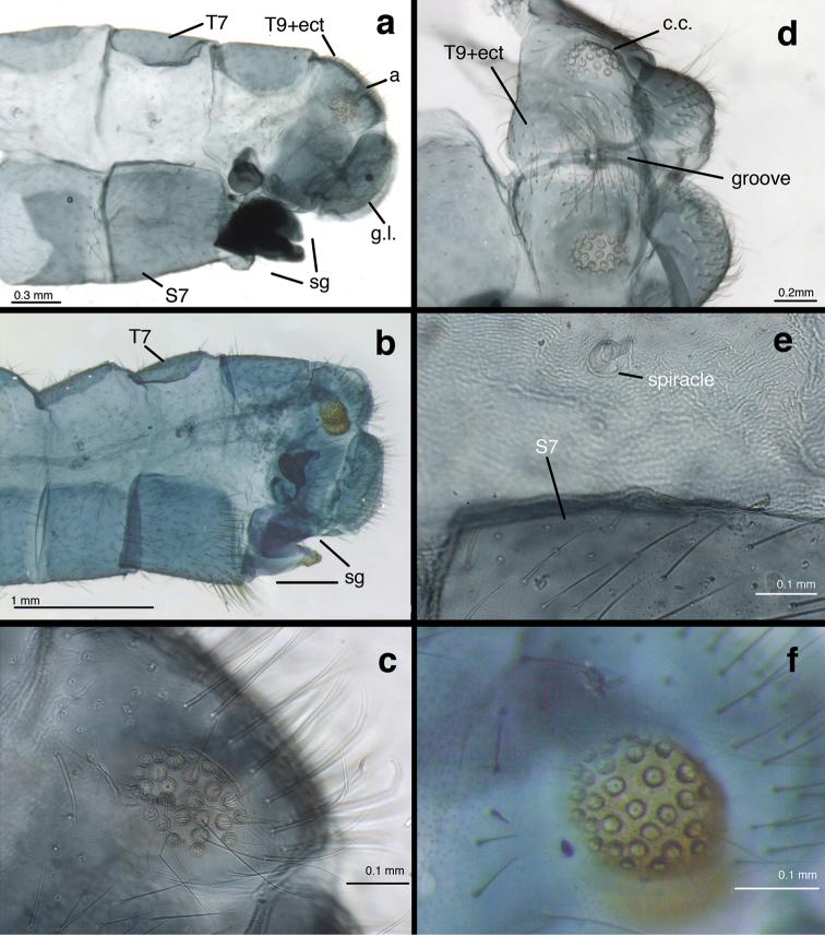 https://cdn.ncbi.nlm.nih.gov/pmc/blobs/99ba/4591607/6706b6189a22/zookeys-519-141-g005.jpg