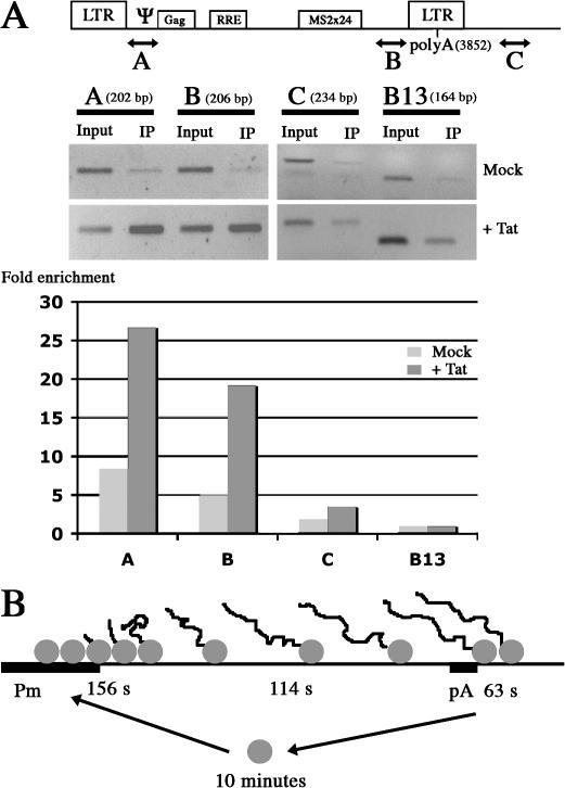 https://cdn.ncbi.nlm.nih.gov/pmc/blobs/99bb/2064765/7038b0dcd4bf/jcb1790291f07.jpg
