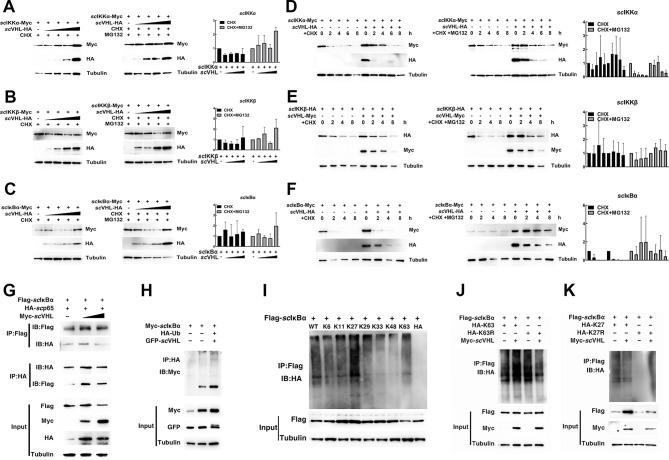 https://cdn.ncbi.nlm.nih.gov/pmc/blobs/99bf/11491782/51fb3561bbb9/zr-45-5-990-3.jpg
