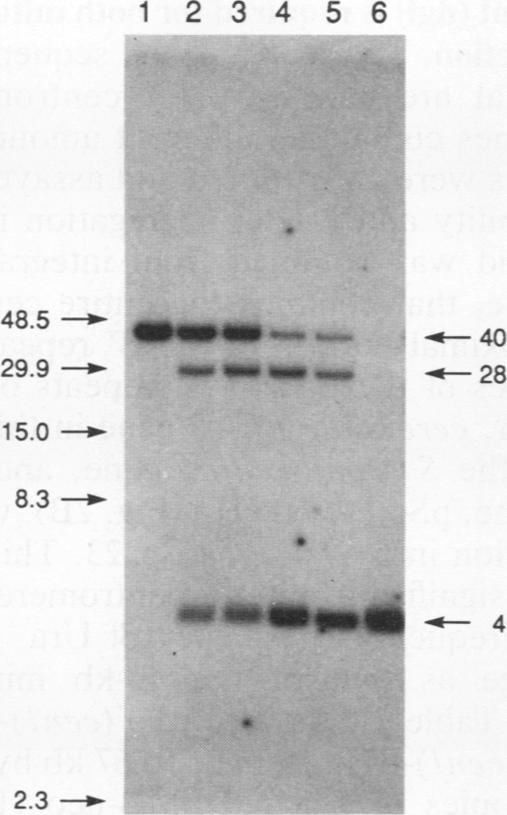 https://cdn.ncbi.nlm.nih.gov/pmc/blobs/99c1/359915/6c2306169b77/molcellb00138-0447-a.jpg