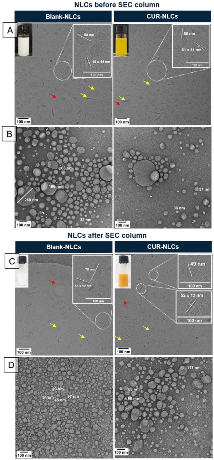 https://cdn.ncbi.nlm.nih.gov/pmc/blobs/99c4/9221280/28aaa500e8b1/biomolecules-12-00780-g004.jpg