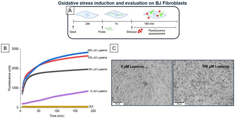 https://cdn.ncbi.nlm.nih.gov/pmc/blobs/99c4/9221280/2e9dc4bd7e8a/biomolecules-12-00780-g009.jpg