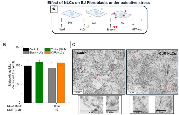 https://cdn.ncbi.nlm.nih.gov/pmc/blobs/99c4/9221280/fade067b8c4a/biomolecules-12-00780-g010.jpg