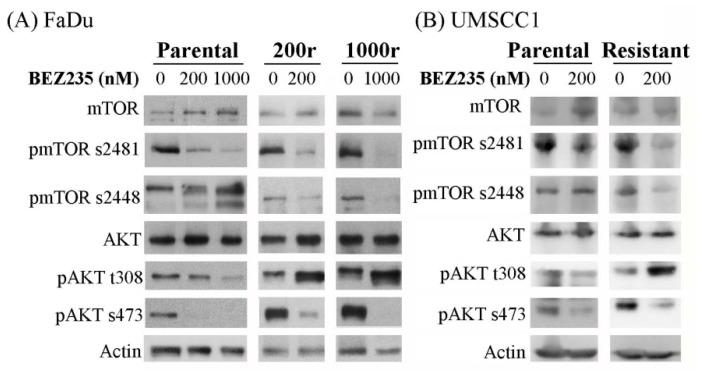 https://cdn.ncbi.nlm.nih.gov/pmc/blobs/99c5/8537886/5e24ef1c726a/ijms-22-11260-g001.jpg