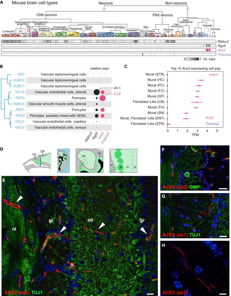 https://cdn.ncbi.nlm.nih.gov/pmc/blobs/99c6/7721638/8cd5bbf9d246/gr5.jpg