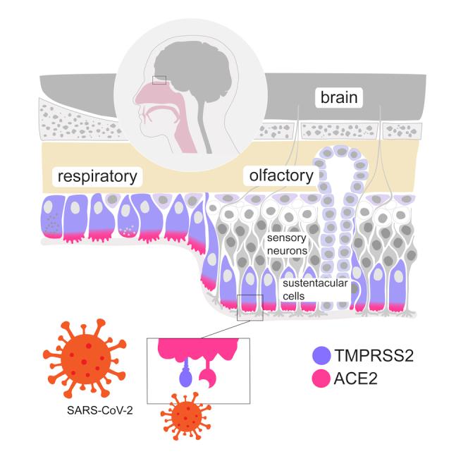 https://cdn.ncbi.nlm.nih.gov/pmc/blobs/99c6/7721638/e69a79532136/fx1.jpg