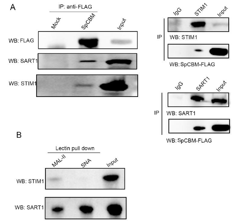 https://cdn.ncbi.nlm.nih.gov/pmc/blobs/99c8/10157534/bb339905f246/abbs-2022-239-t7.jpg