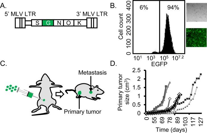 https://cdn.ncbi.nlm.nih.gov/pmc/blobs/99cb/4741842/9ae5abb949bc/oncotarget-06-39507-g001.jpg
