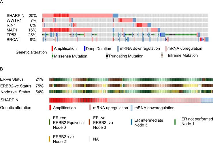 https://cdn.ncbi.nlm.nih.gov/pmc/blobs/99cb/4741842/9d2de8fa2828/oncotarget-06-39507-g004.jpg